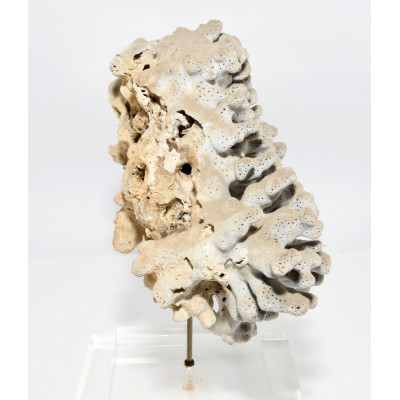 CORAL AZUL DECORATIVO|BILBOTRUKE SEGUNDA MANO