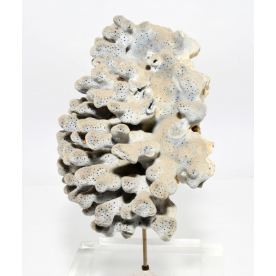 CORAL AZUL DECORATIVO|BILBOTRUKE SEGUNDA MANO