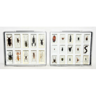 LOTE 75 INSECTOS METACRILATO