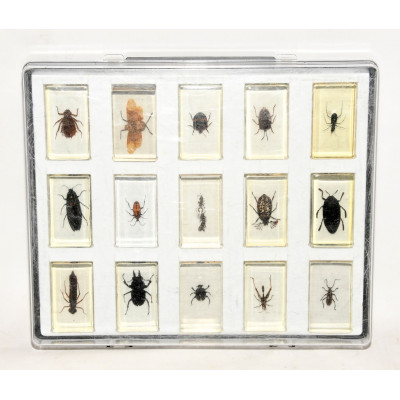 LOTE 75 INSECTOS METACRILATO
