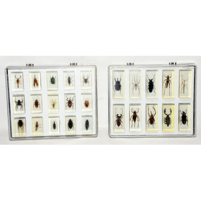 LOTE 60 INSECTOS METACRILATO