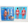 JUGUETE ANATOMIA HUMANA - SERINA
