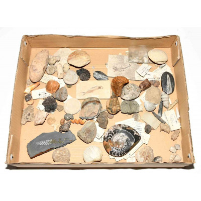 COLECCION DE FOSILES DE GEOLOGO