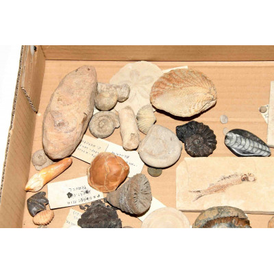 COLECCION DE FOSILES DE GEOLOGO