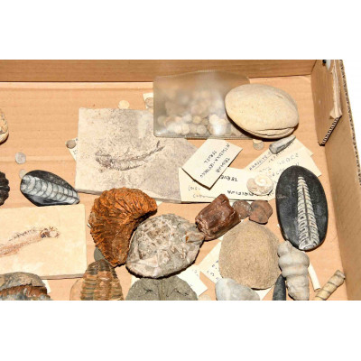 COLECCION DE FOSILES DE GEOLOGO