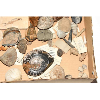 COLECCION DE FOSILES DE GEOLOGO