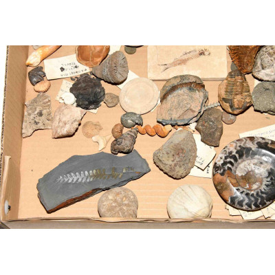 COLECCION DE FOSILES DE GEOLOGO