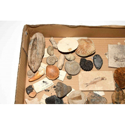 COLECCION DE FOSILES DE GEOLOGO