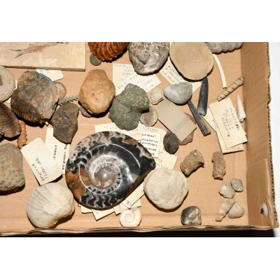 COLECCION DE FOSILES DE GEOLOGO