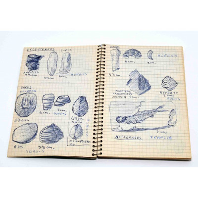 COLECCION DE FOSILES DE GEOLOGO