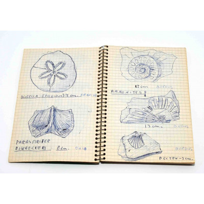 COLECCION DE FOSILES DE GEOLOGO