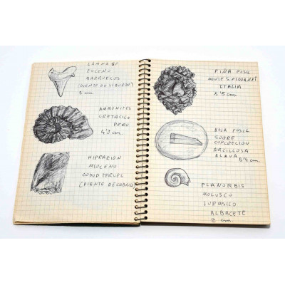 COLECCION DE FOSILES DE GEOLOGO