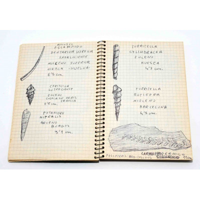 COLECCION DE FOSILES DE GEOLOGO