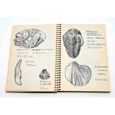 COLECCION DE FOSILES DE GEOLOGO